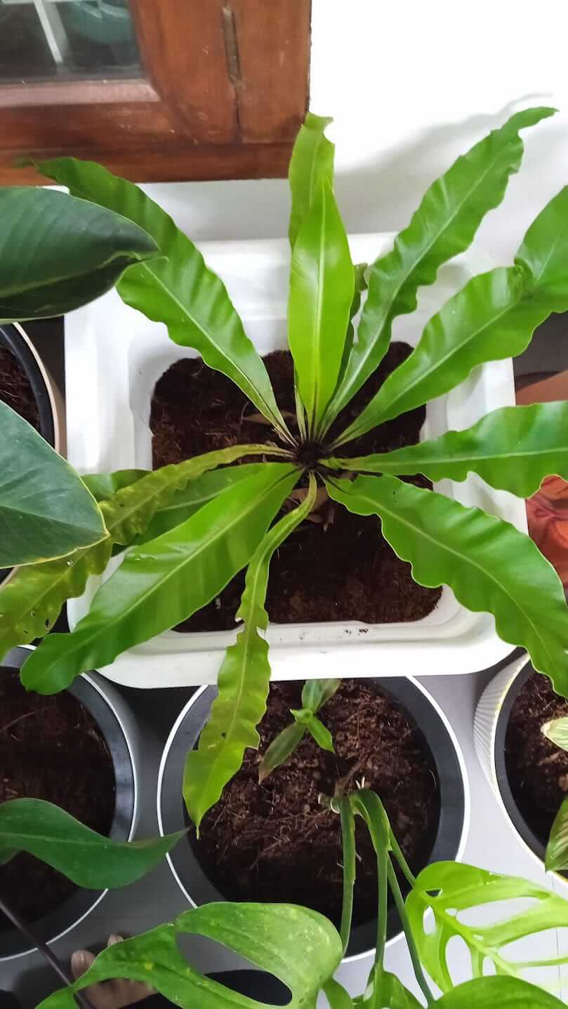 Bird's nest-Fern