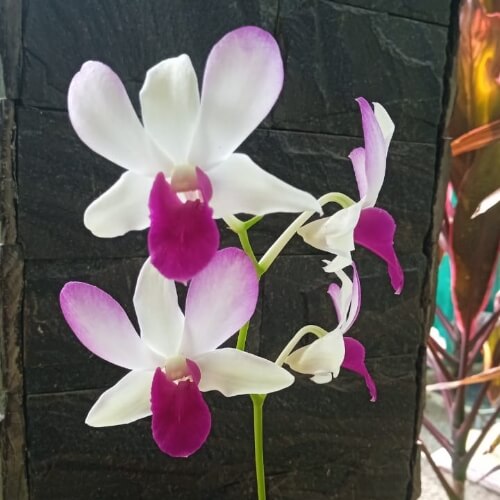 Charming White Tuang Pink