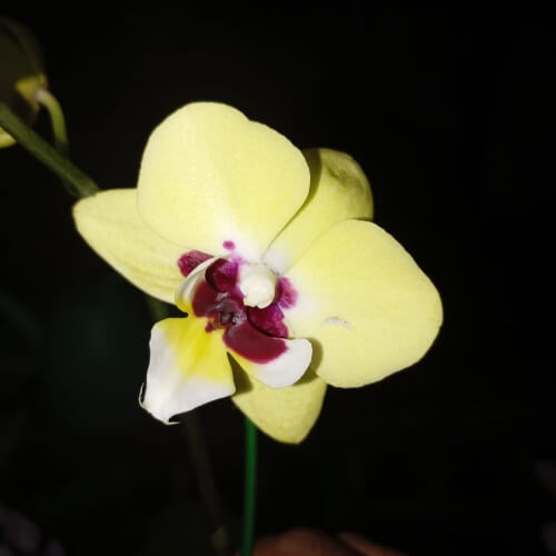 Charming Deep Secret