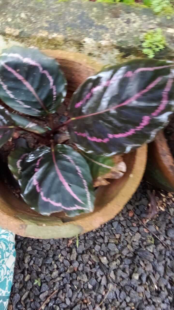 Calathea