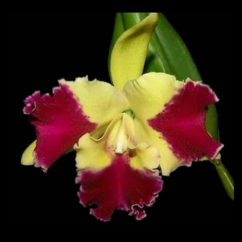 Rhynchlolaelio Kat Red Panda Dragon Cat