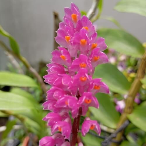 Dendrobium Secundum Pink