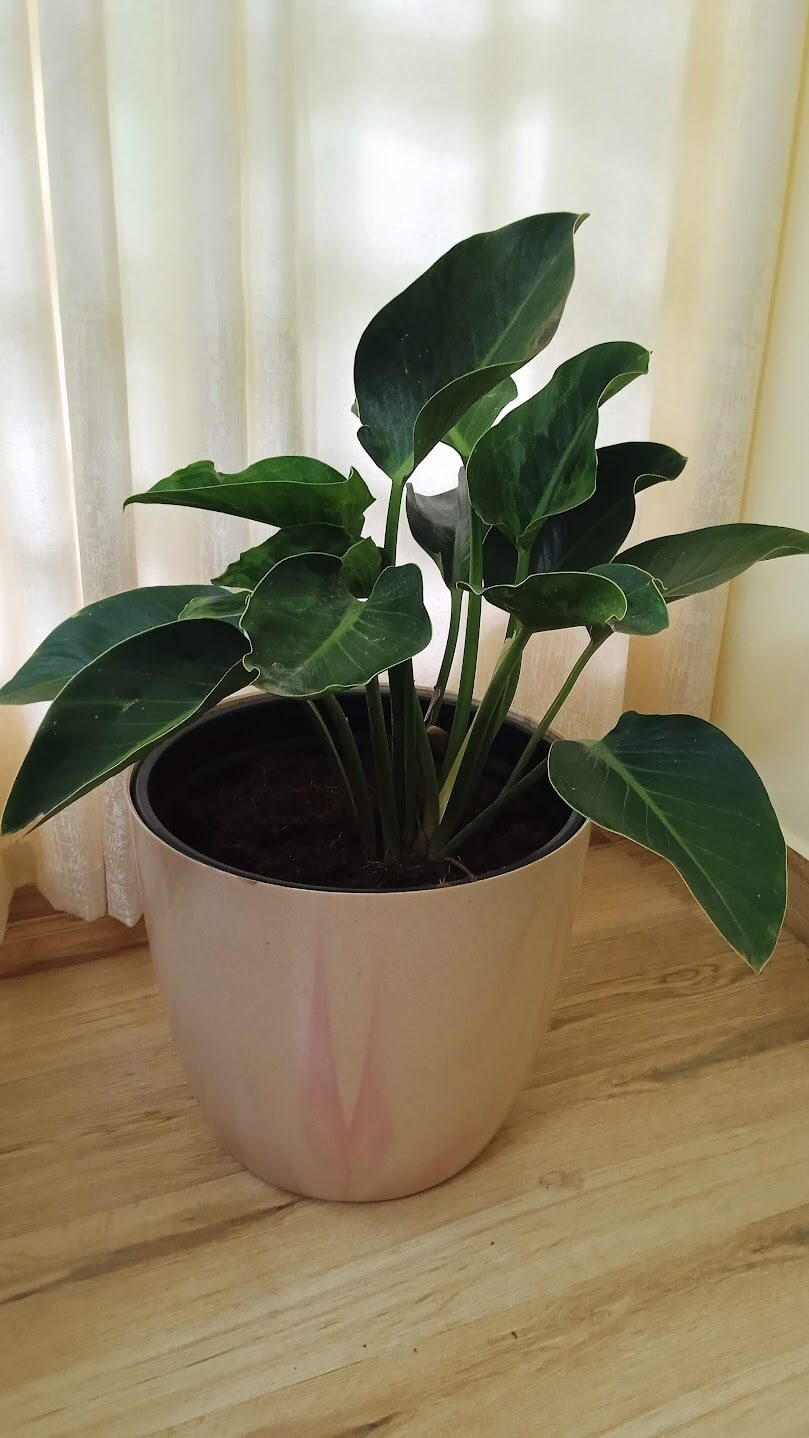Philodendron