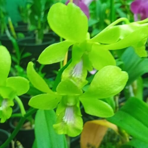 Oliver Green Burana Jade