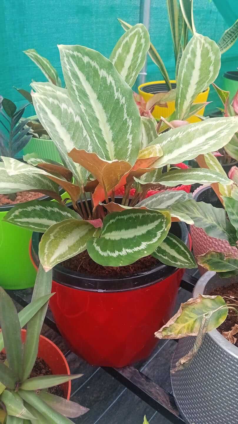 Calathea 2