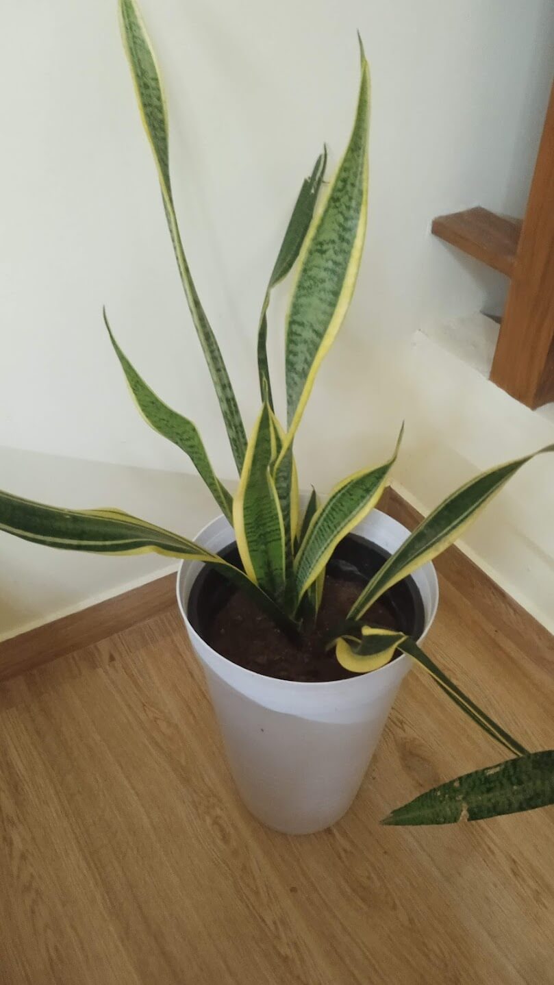Snake plant1