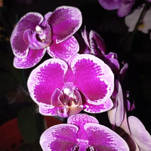 Fuller's Princess Pink