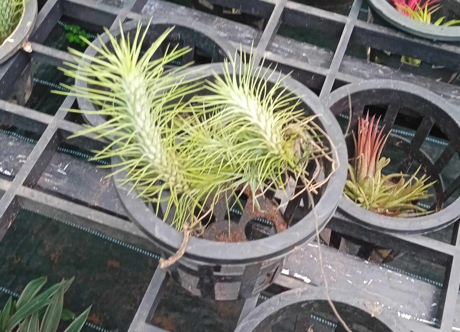 Tillandsia funckiana