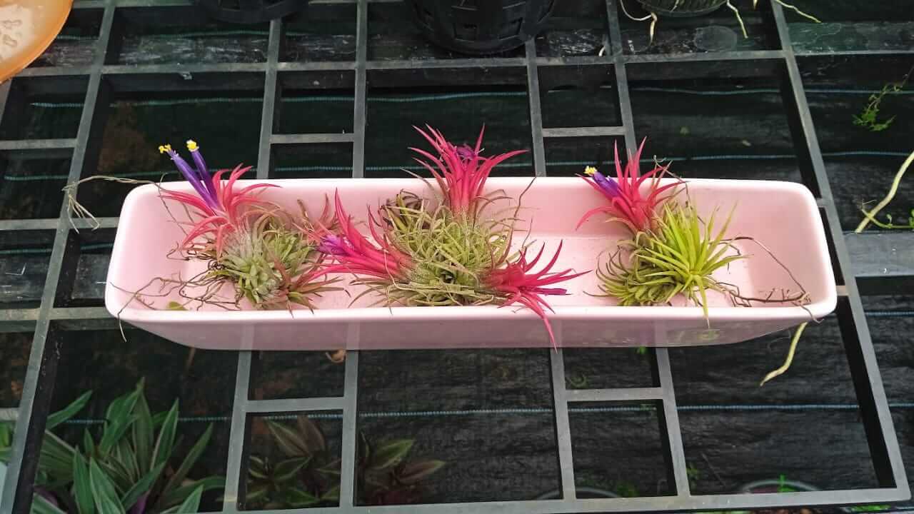 Tillandsia
