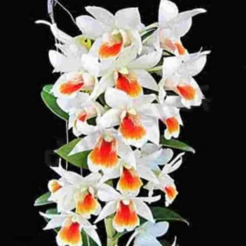 Dendrobium Dawn mary