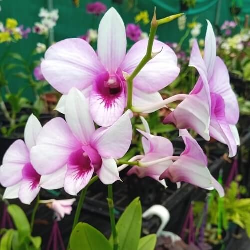 Den. Apichart Rainbow X Biggibum Compactum (1).jpg