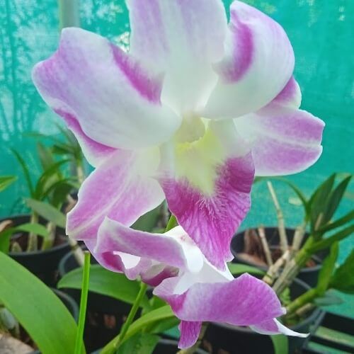 Den. King Dragon.jpg