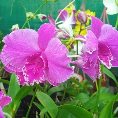 Den. Sahara Beauty.jpg