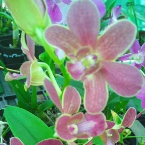 Den. Sampran Brown X Thongchai Gold.jpg