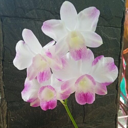 Den.Airy Diamond.jpg