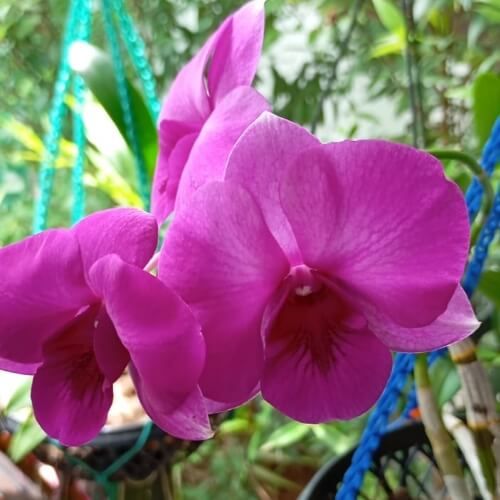 Den.Airyway Sunbright.jpg