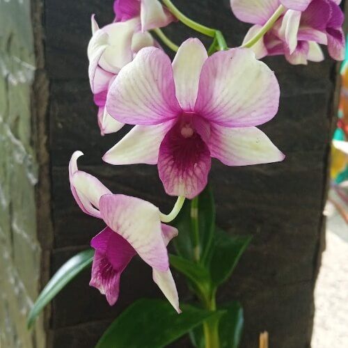 Den.Anucha Flare X Burana Green.jpg