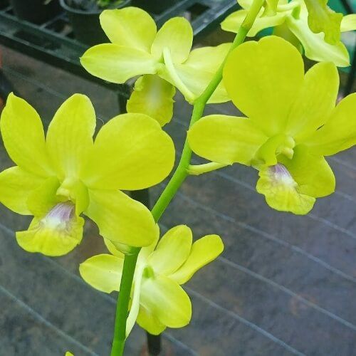 Den.Areedang green x Oliver green.jpg