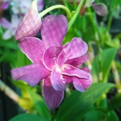 Den.Betty Rose Purple.jpg