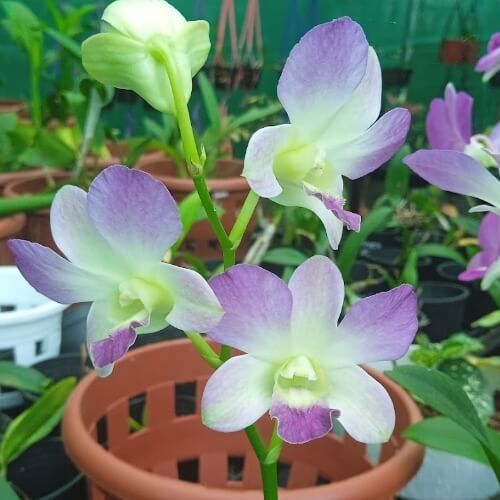 Den.Blue Mutation.jpg