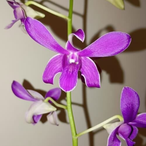 Den.Caesar Purple.jpg