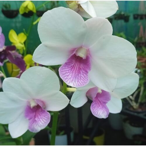 Den.Madame vipa White.jpg