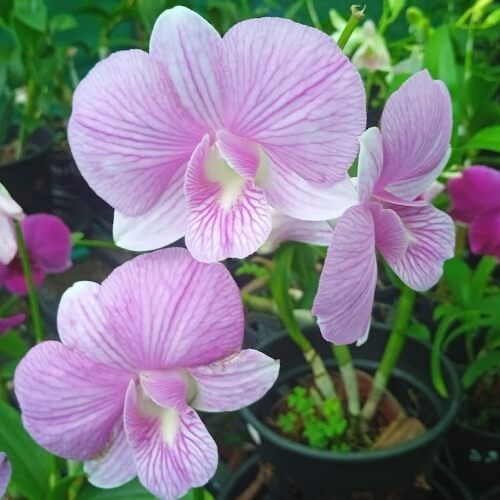 Den.Pink Candy Strip.jpg