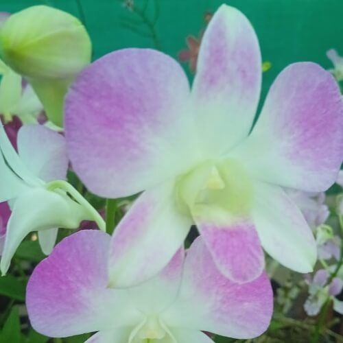 Den.Pink Mutation.jpg