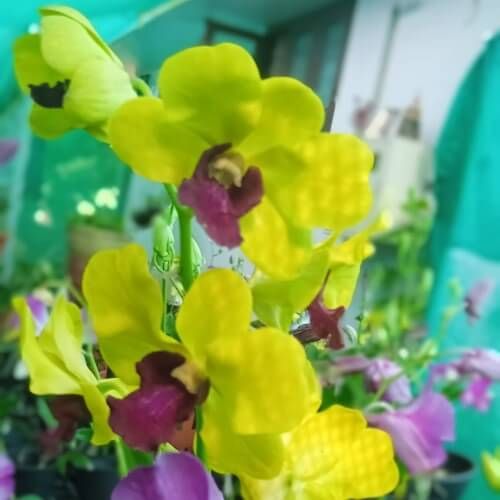 Den.Thongchai Gold.jpg