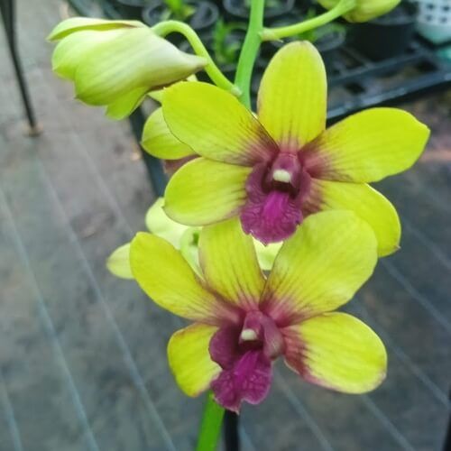 Den.Thongchai Gold Pinwattana #3.jpg