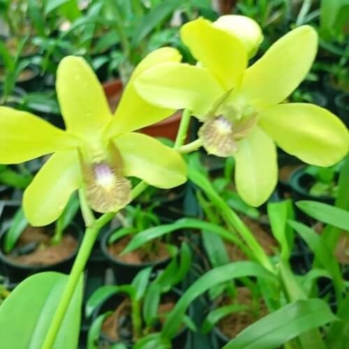 Den.Thongchai Gold Udom Yellow.jpg