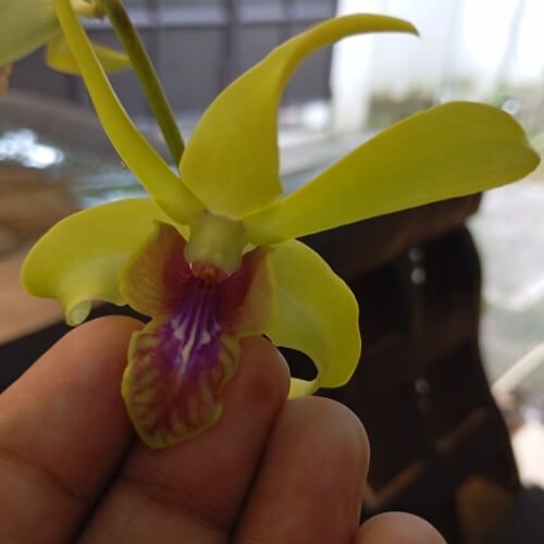 Den.Yellow Rabbit.jpg